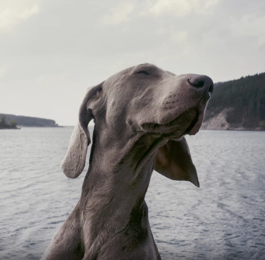 Jumping for joy on four paws: Neurological evidence of emotion in dogs