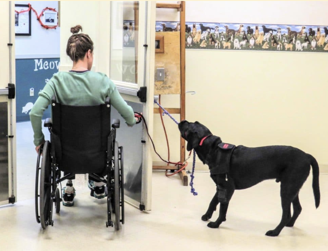 Furry Prescription: The Healing Powers of Pet Interaction